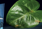 Artificial Leaves:  Combining photocatalysis and Photovoltaics