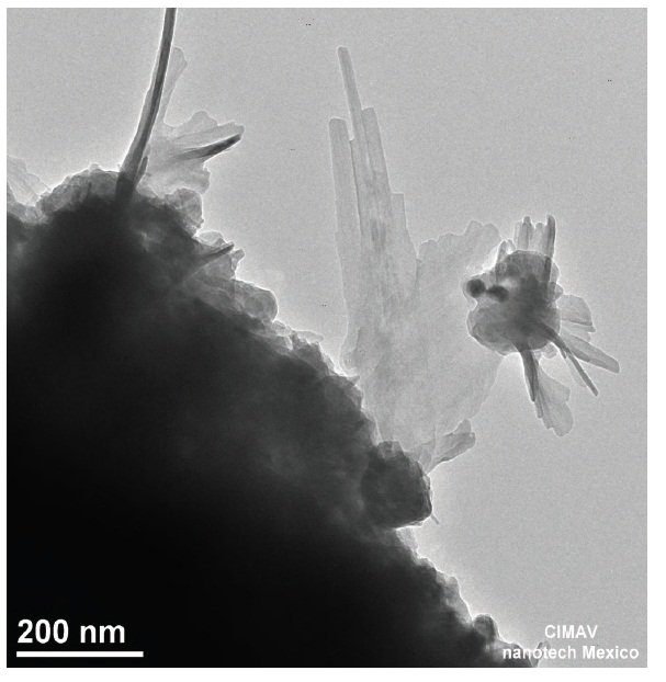 Microfotografía de fluorescencia en células vero expresando mitocondrias fluorescentes.